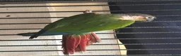 Conures birds for sale: Pair of conures for sale - Advert 7