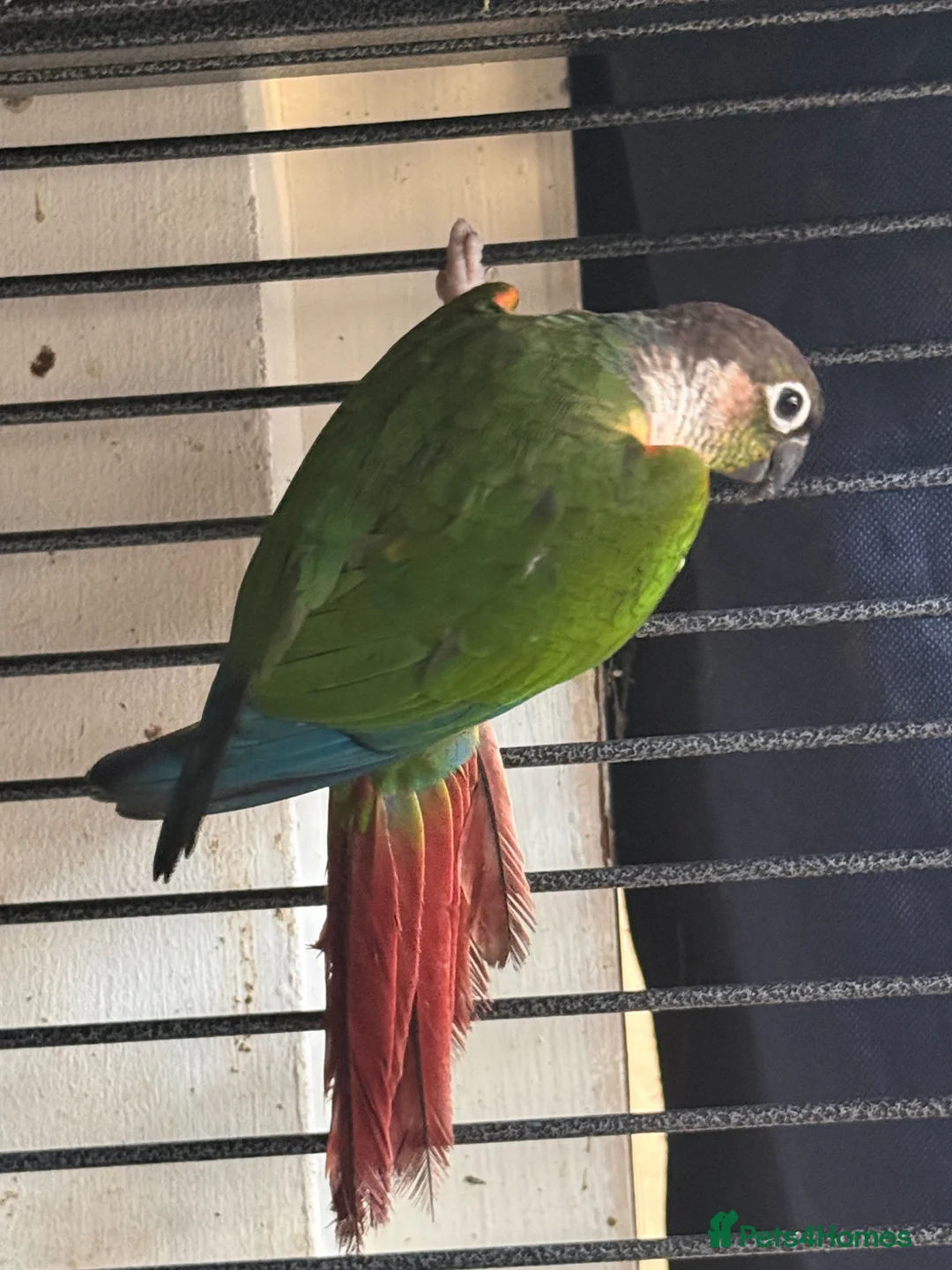 Conures birds for sale: Pair of conures for sale - Advert 7
