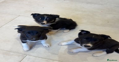 Border Collie dogs - Advert 8