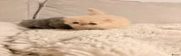 Persian cats for sale: STUNNING PERSIAN KITTENS🩷🩵 - Advert 7