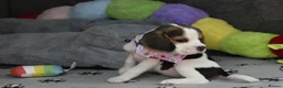 Beagle dogs for sale: Beautiful beagle puppies  - Advert 29