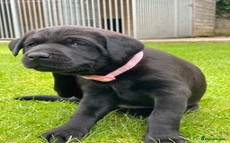 Labrador Retriever dogs for sale: Black Labrador puppies  - Image 8