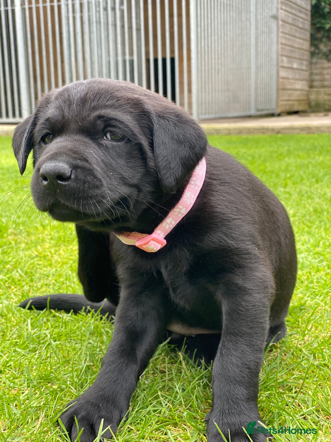 Labrador Retriever dogs for sale: Black Labrador puppies  - Image 8