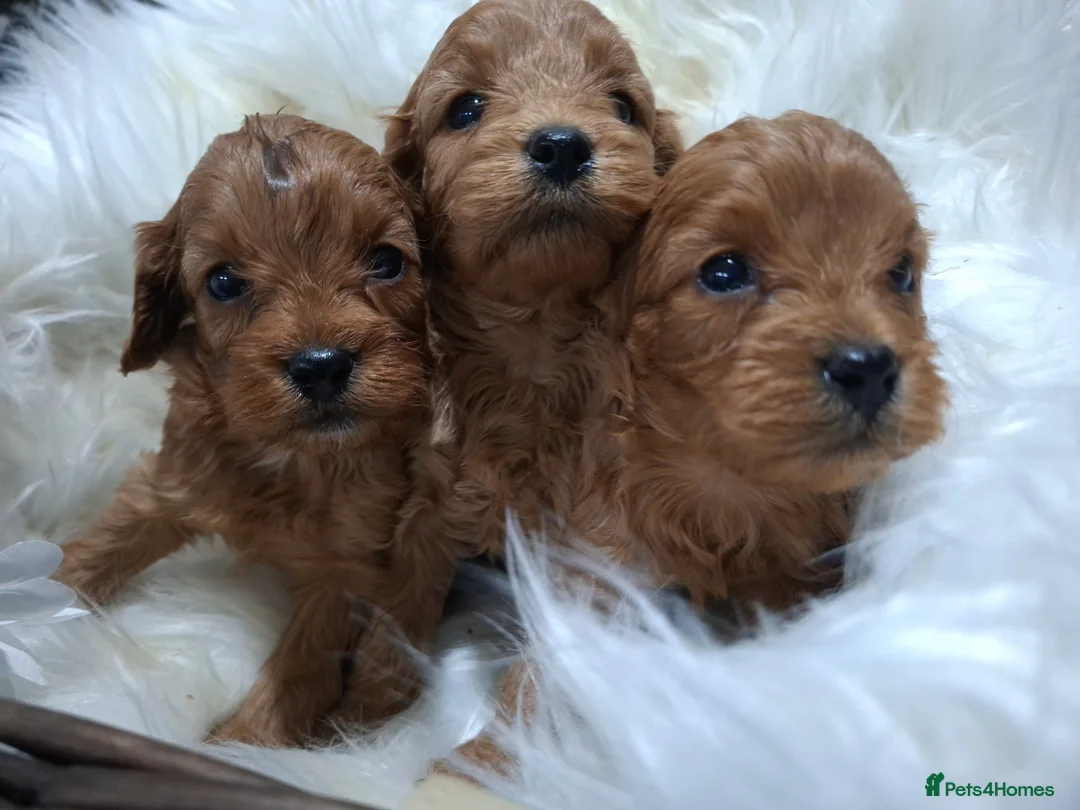 Cavapoo dogs for sale: Health tested toy Cavapoos  - Advert 17