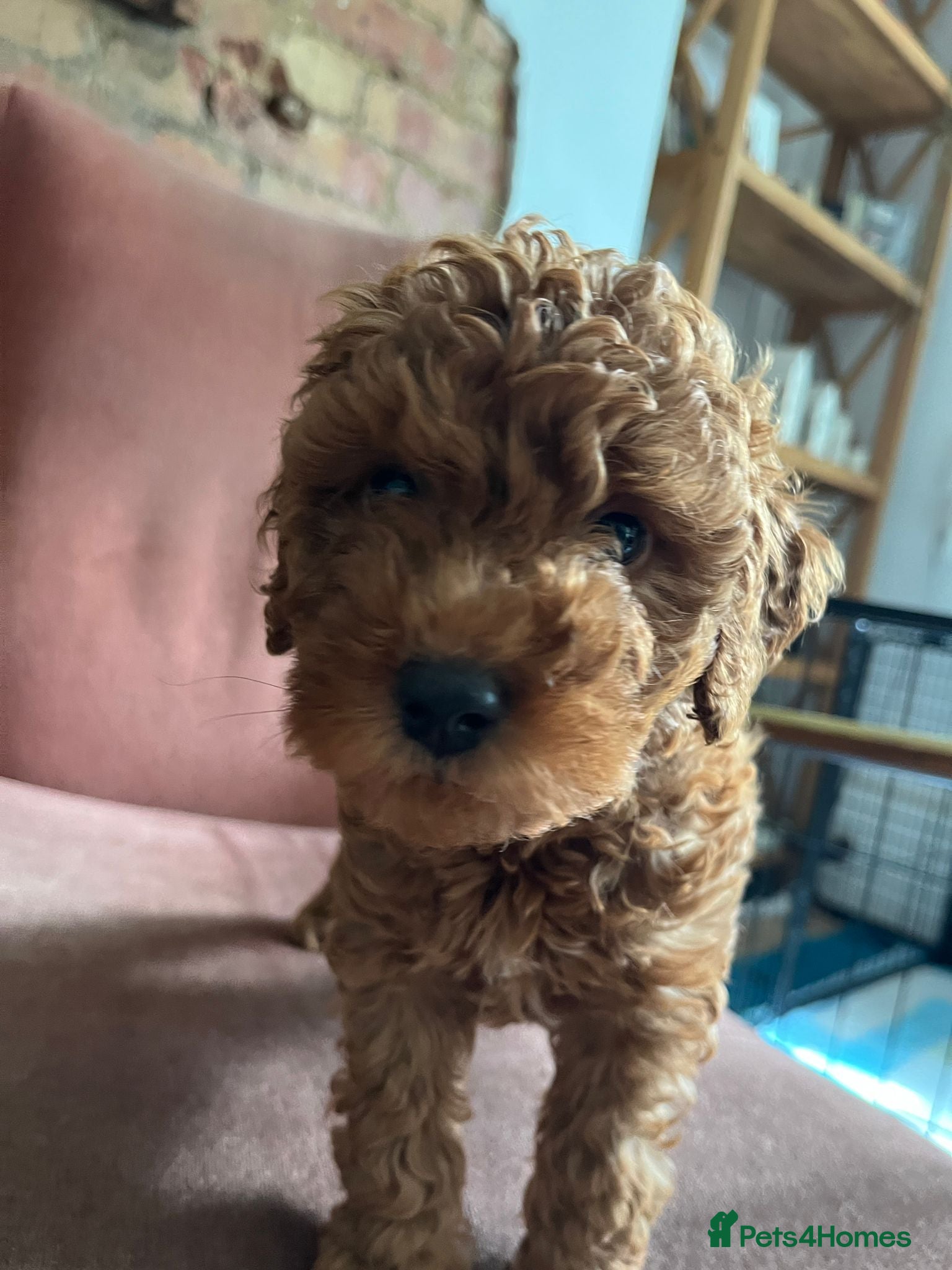 Labradoodle dogs Beautiful Red Labradoodle Puppies - Advert 2