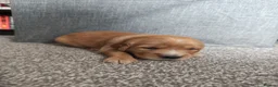 Golden Retriever dogs for sale: 2 Golden Retriever Puppies, red foxish colour   - Advert 14