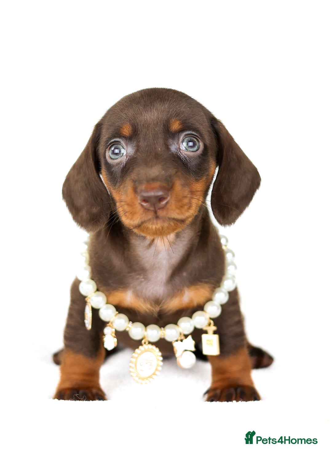 Miniature Dachshund dogs for sale: Quality miniature Dachshunds Liverpool  - Image 6