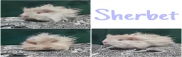 Guinea Pig rodents for sale: 2 boars looking for a home together.  - Advert 4