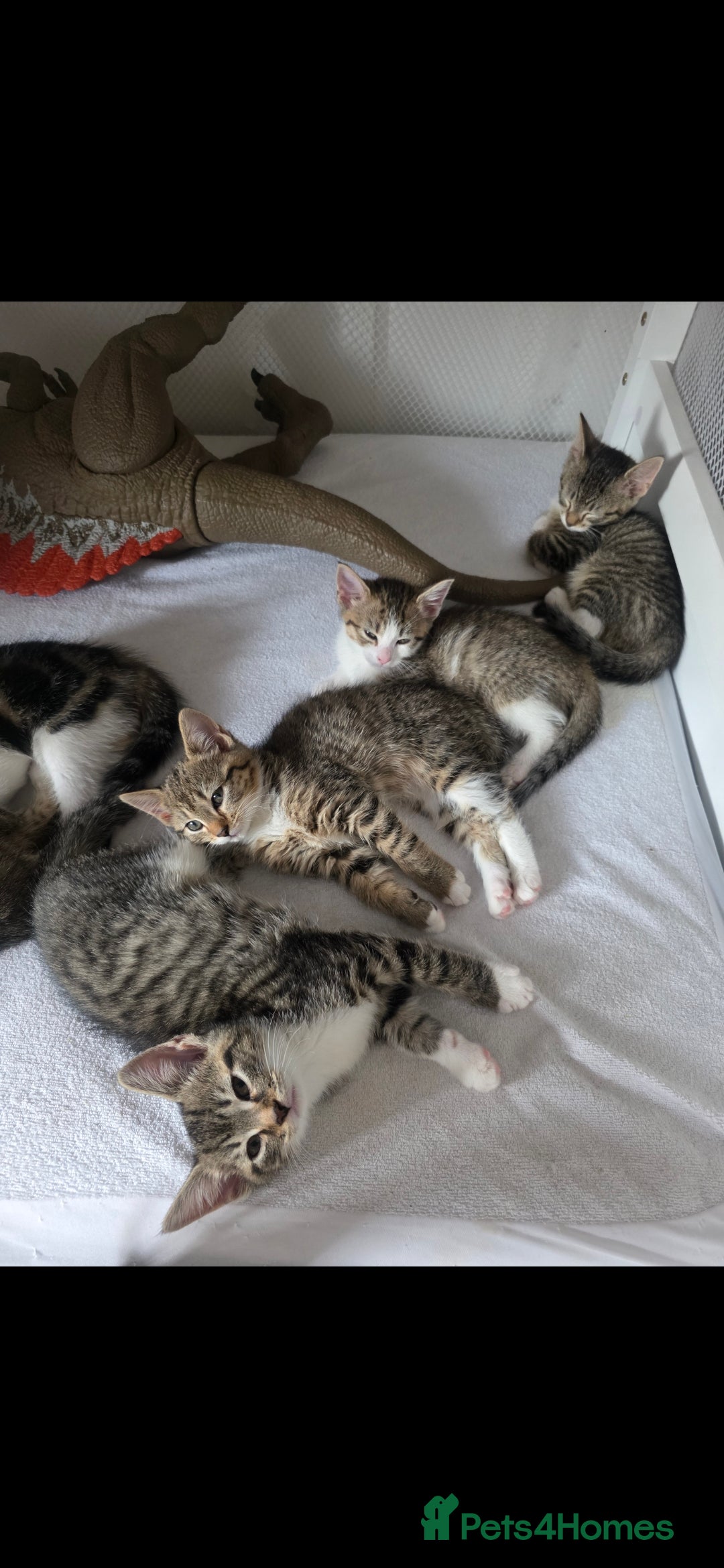 Mixed Breed cats Only 1 and 5 still looking for new homes.  - Advert 18
