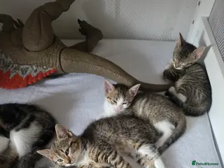 Mixed Breed cats Only 1 and 5 still looking for new homes. - Advert 18