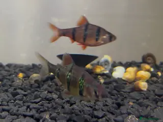 Barbs fish 4x Tiger Barbs | Free - Advert 2