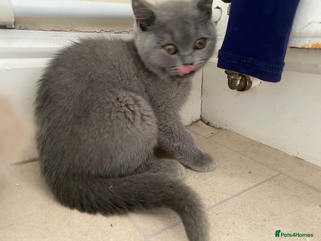 British Shorthair cats for sale: GCCF Active Championship line Blue & Lilac Kittens - Image 15