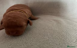 Australian Labradoodle dogs for sale: Fib Labradoodle puppies - Advert 26