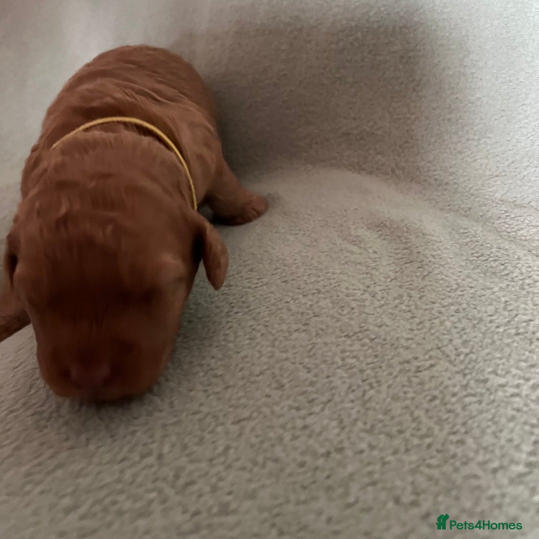 Australian Labradoodle dogs for sale: Fib Labradoodle puppies - Advert 26