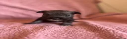 Miniature Schnauzer dogs for sale: Miniature schnauzer puppies  - Advert 13