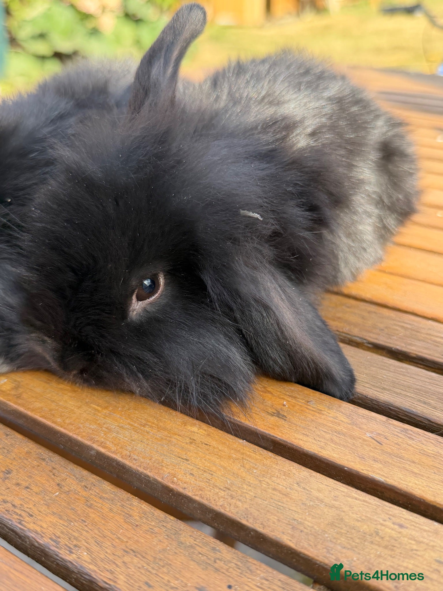 Mini Lion Lop rabbits Ready now 2 baby mini lion lop rabbits available - Advert 2