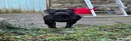 Staffordshire Bull Terrier dogs for sale: KC REG SBT STOCKY BLACK BITCH in Saint Ives - Advert 9