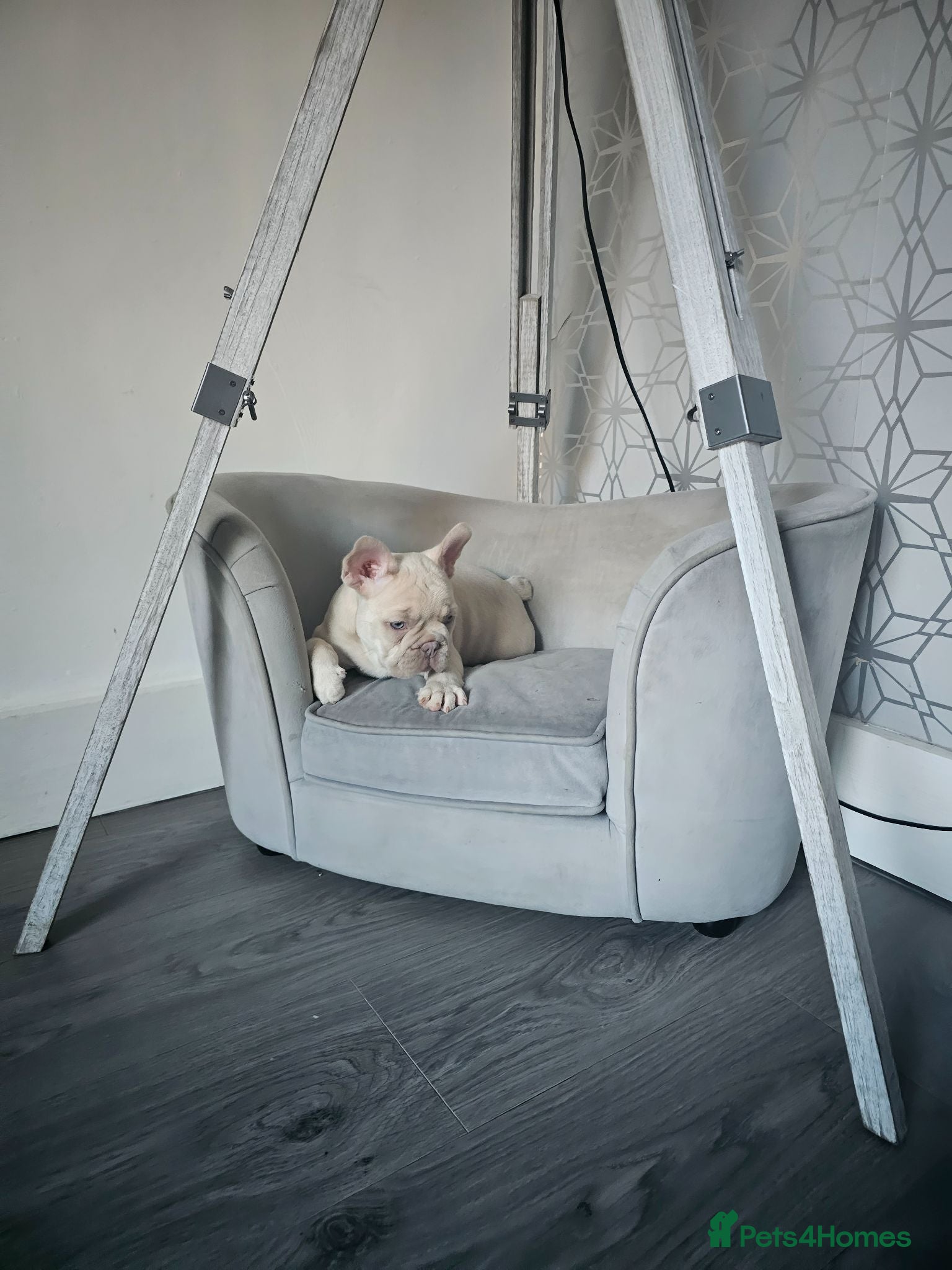 French Bulldog dogs ⭐️KC Reg⭐️Isabella & tan girls/liliac fawn boy 🐾 - Advert 9