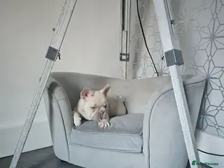 French Bulldog dogs ⭐️KC Reg⭐️Isabella & tan/liliac fawn ❤️ 🐾 - Advert 6