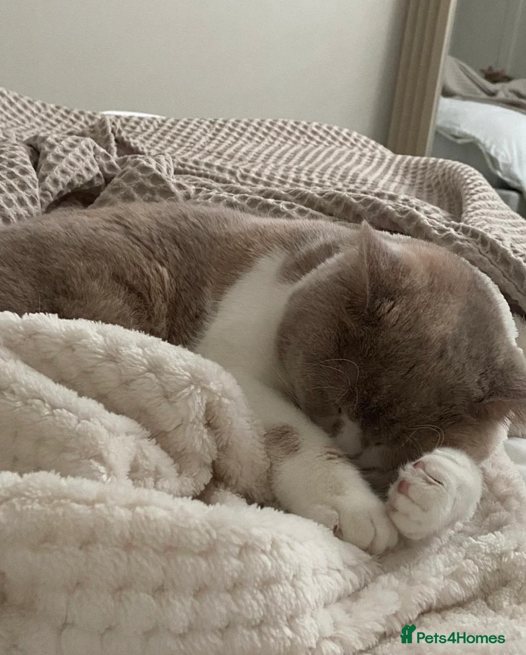 British Shorthair cats for sale: Sweet, playful Nala - Advert 14