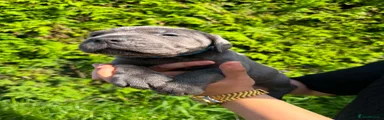 light blue collar