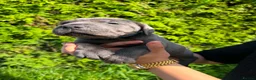 Cane Corso dogs for sale: Cane Corso puppies - Advert 8