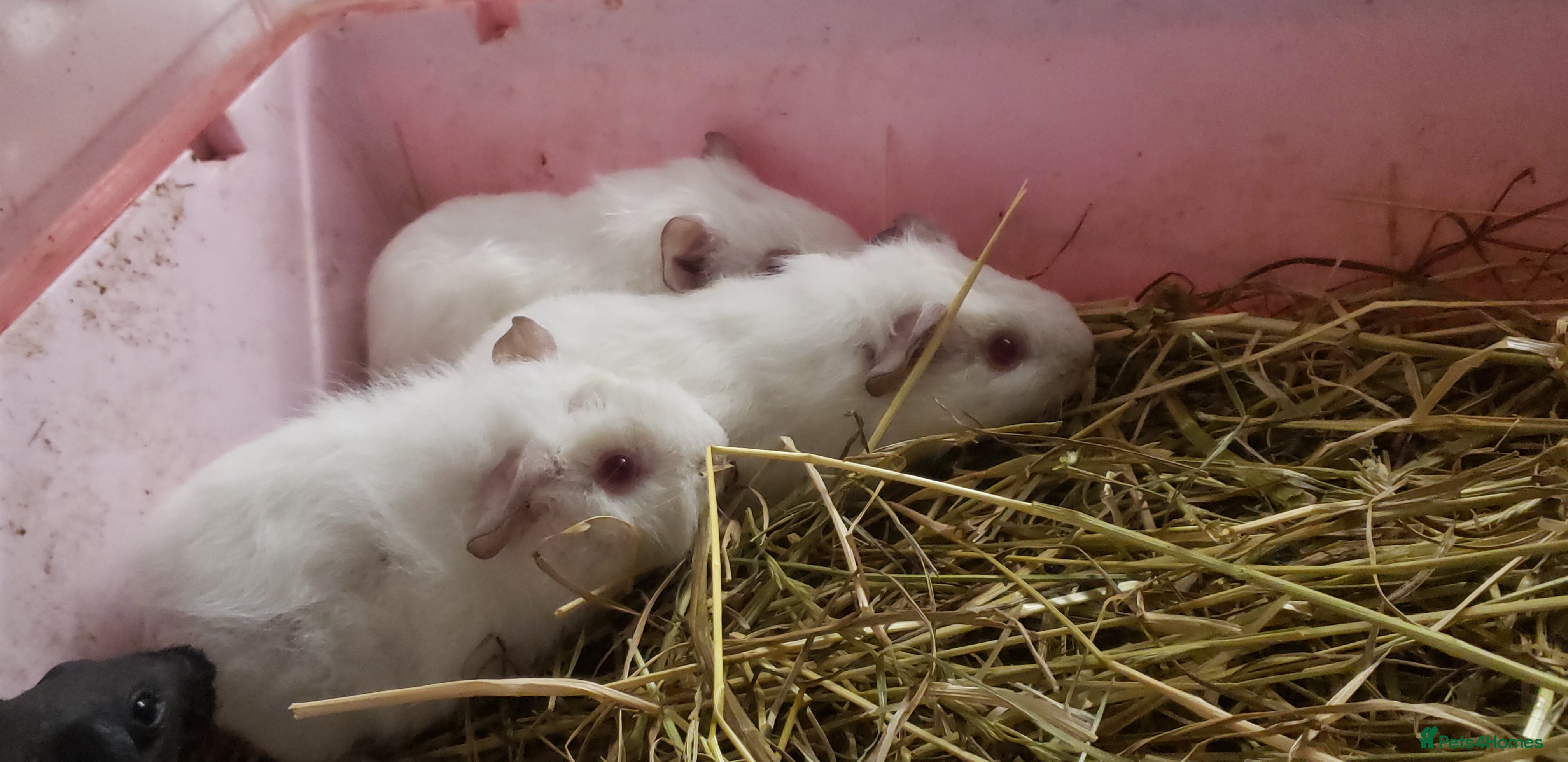 Guinea Pig rodents Guinea and Skinny Pig Females/Male available now  - Advert 3