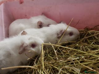 Guinea Pig rodents Guinea Pig Female/Males available now - Advert 15