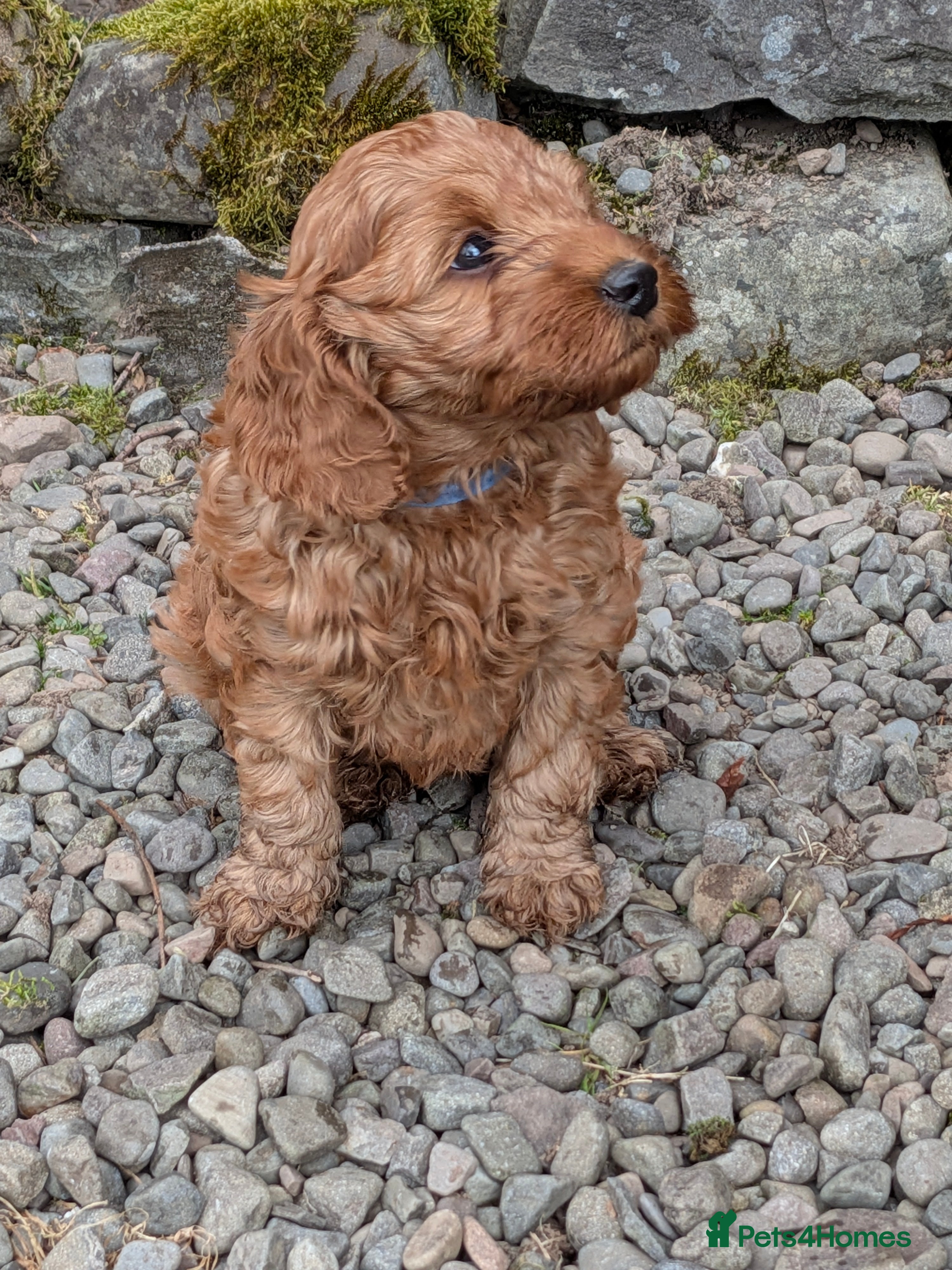 Cockapoo dogs Adorable F1b Red Cockapoos  - Advert 2