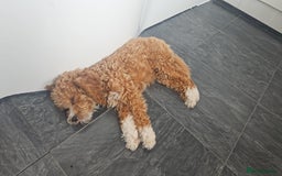 Cavapoo dogs for sale: Sweet little lady looking for a loving home - Image 3