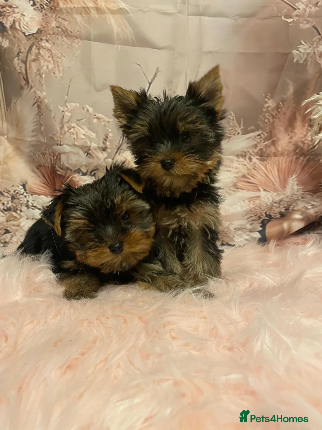 Yorkshire Terrier dogs for sale: Left one beautiful boy❤️ - Advert 1