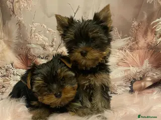 Yorkshire Terrier dogs Left one beautiful boy❤️ - Advert 17