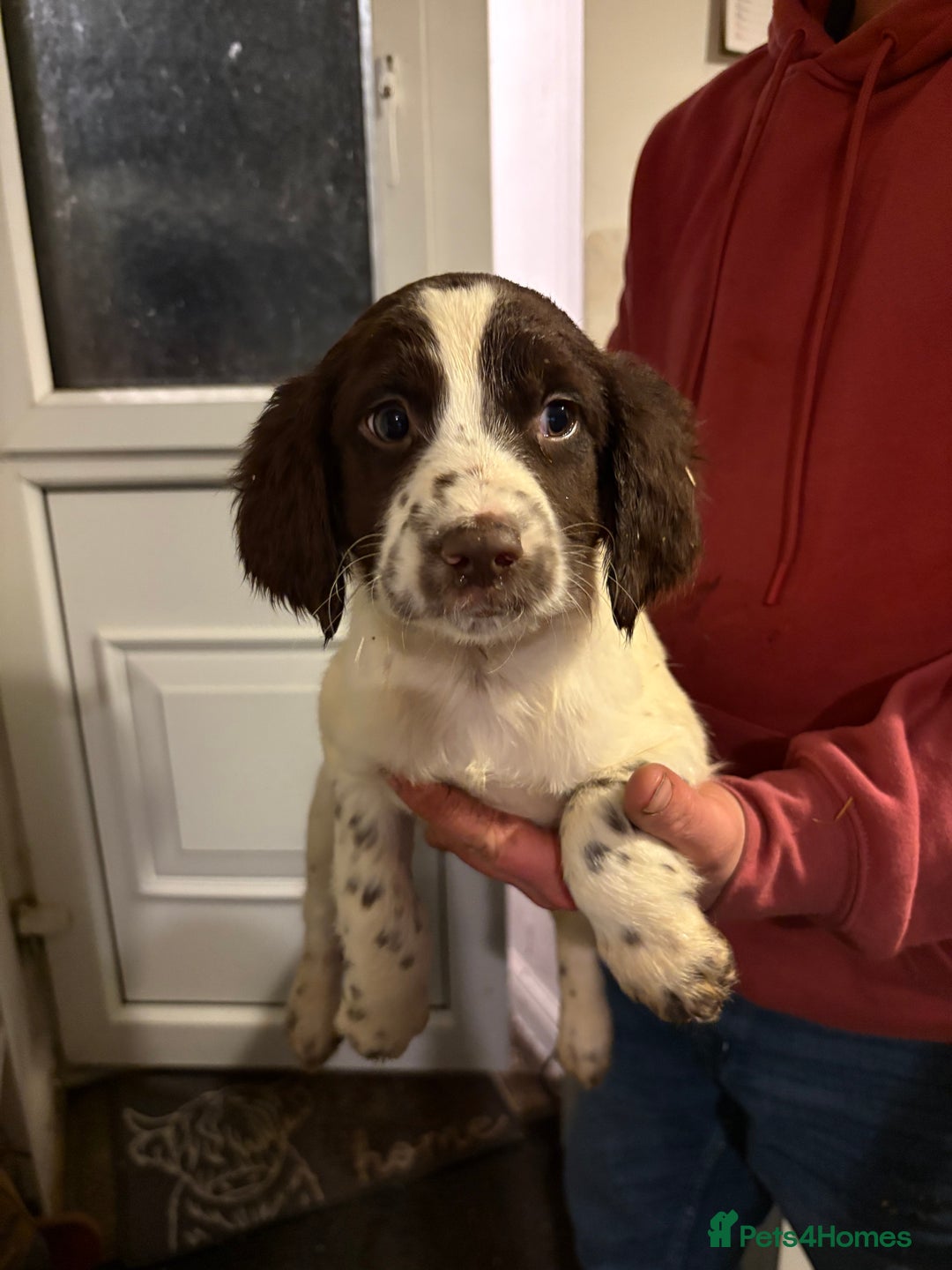 English Springer Spaniel dogs for sale: 5 Springer Spaniel Puppies For Sale - Advert 2