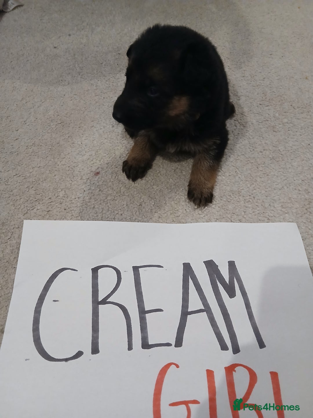 German Shepherd dogs for sale: Amazing german shepherd pups - Advert 11