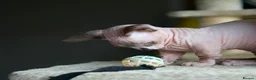 Sphynx cats for sale: Champion bambino sphynx  - Advert 3