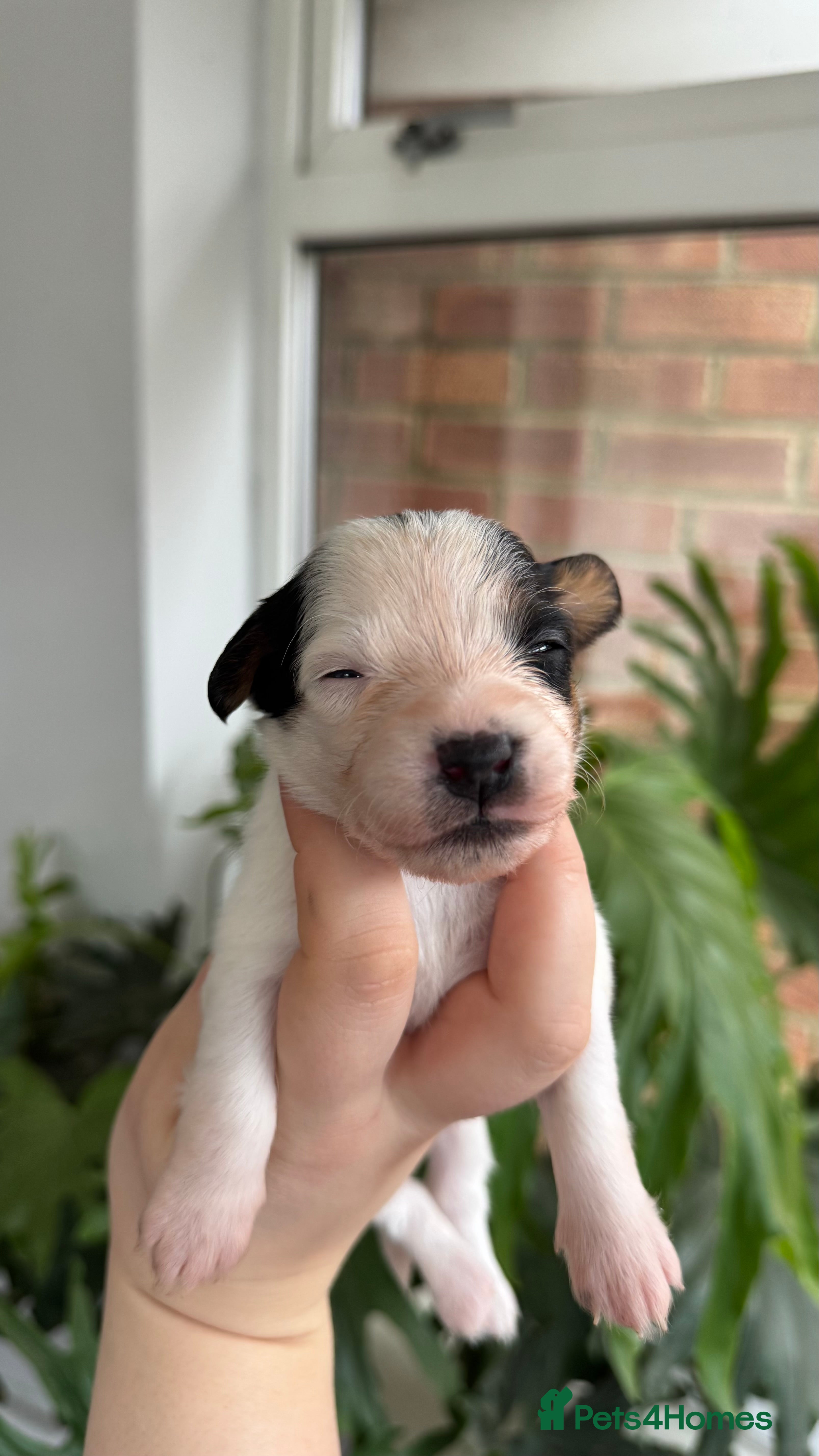 Jack Russell dogs Traditional Jack Russell  - Advert 7