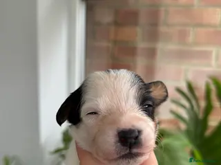 Jack Russell dogs Traditional Jack Russell - Advert 7