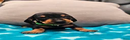 Miniature Dachshund dogs for sale: Beautiful KC Miniature Dachshund Puppies 🐾 - Advert 9
