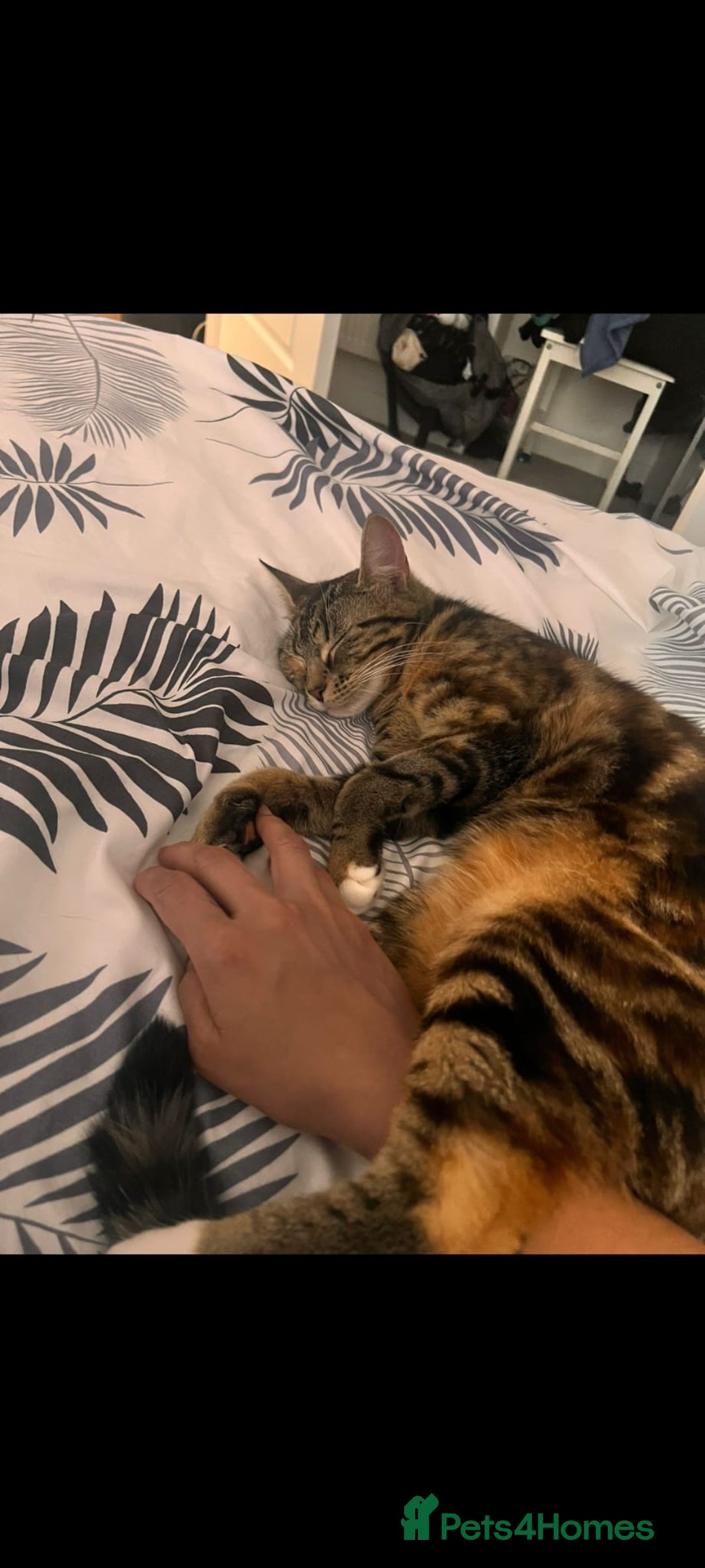 Mixed Breed cats for sale: Lovely Bonded pair (M+F) - must stay together - Advert 13