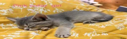 Mixed Breed cats for sale: Lovely British Shorthair and Abyssian mix kittens in Livingston - Advert 3