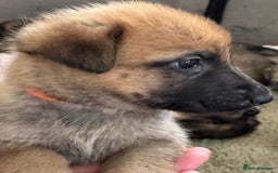 Mixed Breed dogs for sale: Beautiful Inca & handsome Nanuq PUPDATE x4 - Image 27