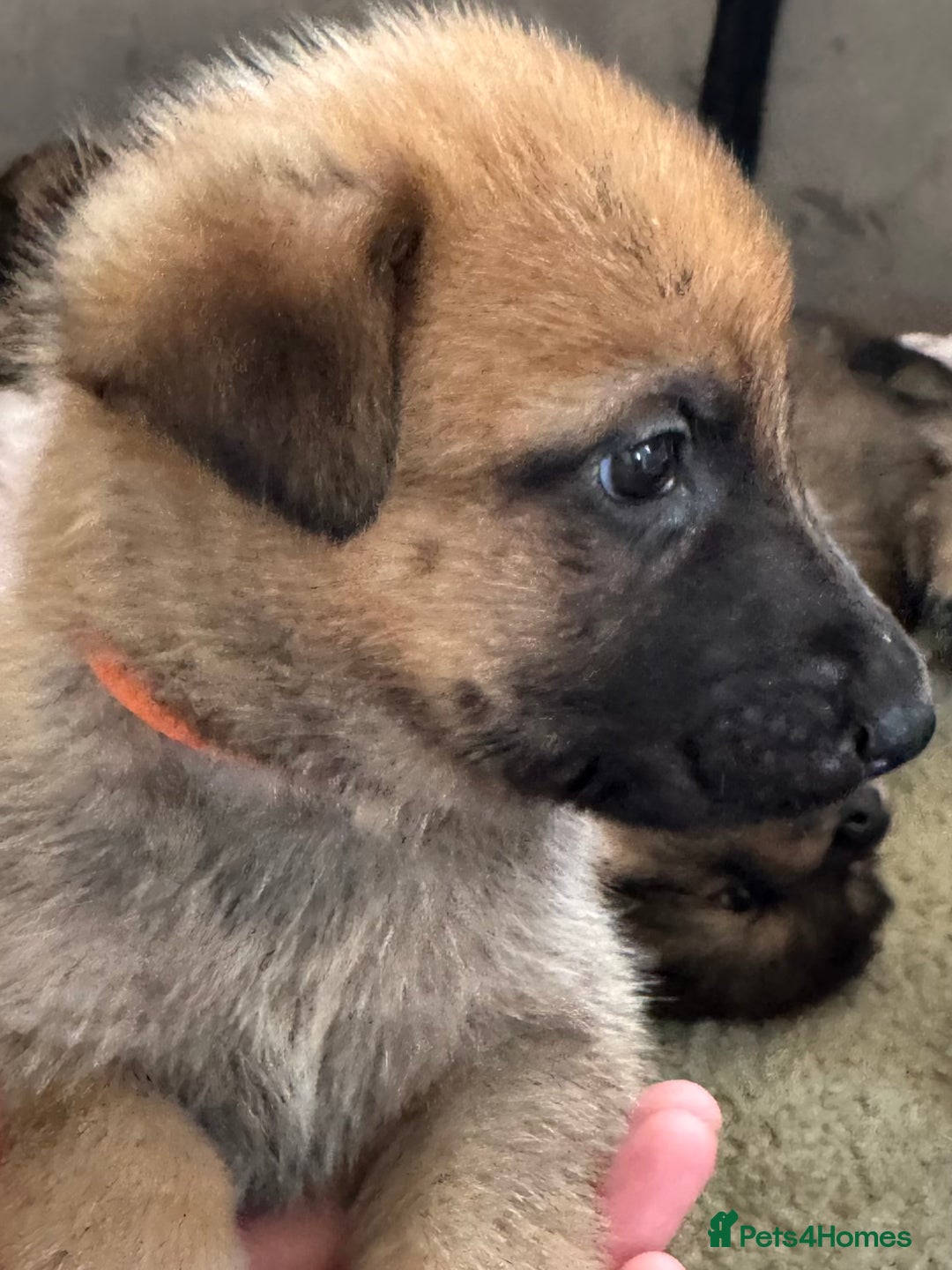 Mixed Breed dogs for sale: Beautiful Inca & handsome Nanuq PUPDATE x4 - Image 27