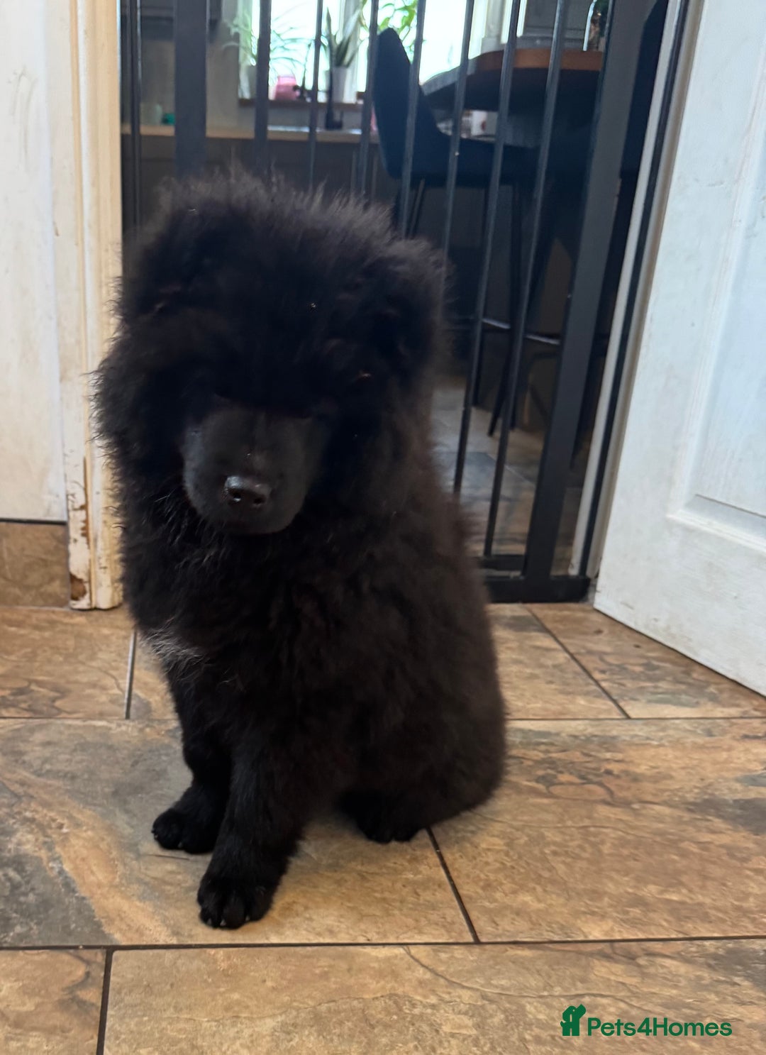 Chow Chow dogs for sale:  🐾 LAST TWO Ready to go STUNNING GIRL chow chows* - Image 14