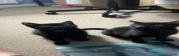 British Shorthair cats for sale: 2 female black cats  - Advert 6