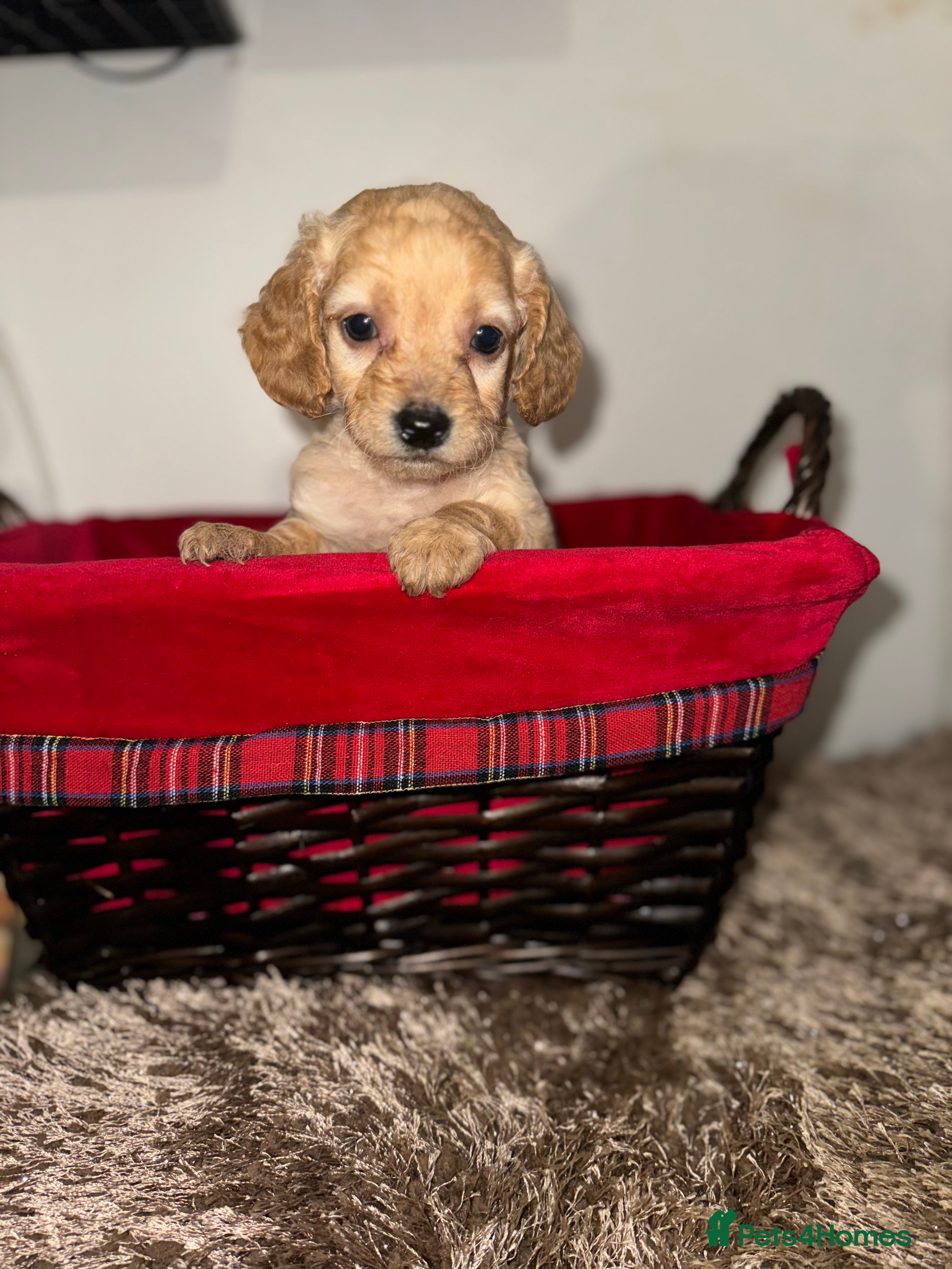 Cockapoo dogs *READY F1B COCKAPOO PUPPIES FOR SALE - Advert 12
