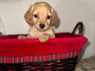 Cockapoo dogs F1B COCKAPOO PUPPIES FOR SALE - Advert 1