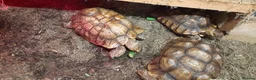 Tortoise reptiles for sale: Trio of sulcata tortoises  - Advert 5
