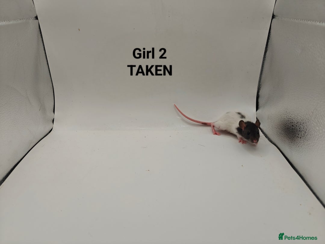 Rat rodents for sale: OCT: 32 Rats (7 Rats: 4 Boys, 3 Girls Left) - Advert 13