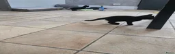 Mixed Breed cats for sale: Four Gorgeous Fluffy Black Kittens 🐈‍⬛🖤 - Advert 19
