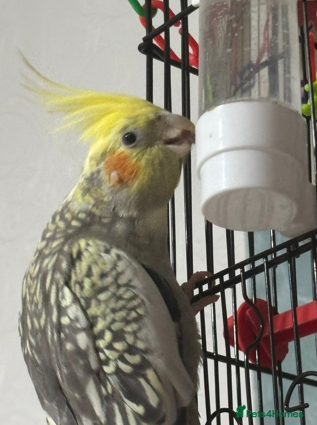 Cockatiels birds for sale: Rocky pied cockatiel F - Advert 3